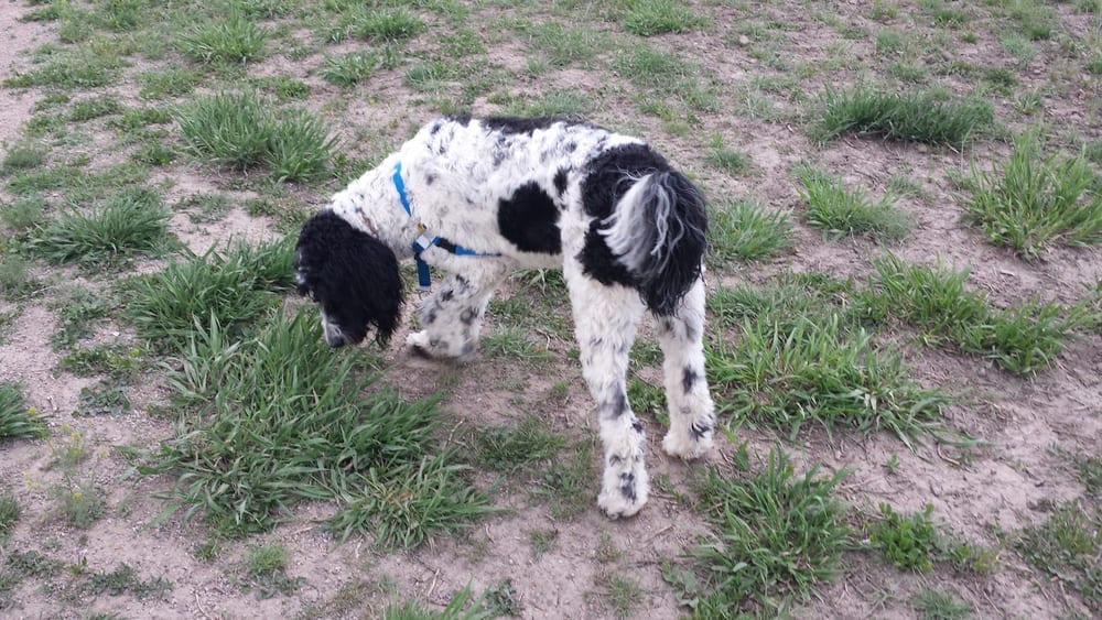 The Boneyard at Reliance Park, photo 2