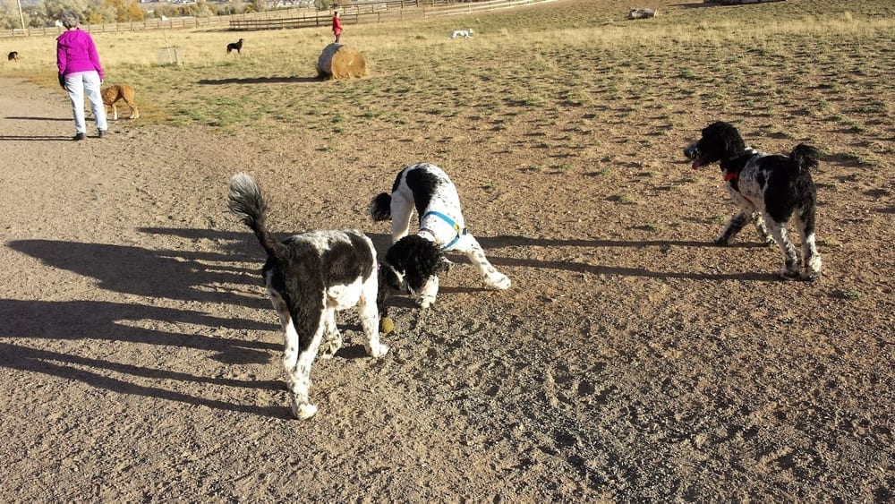 The Great Bark Dog Park, photo 2