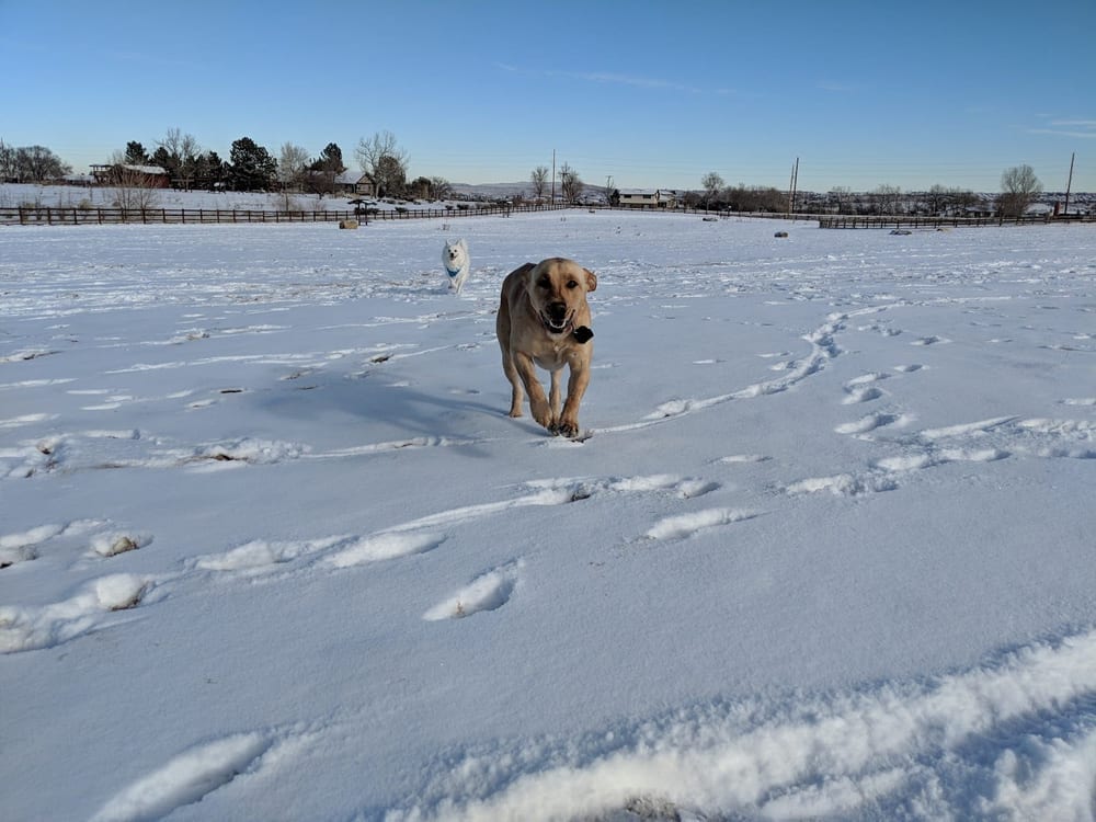 The Great Bark Dog Park, photo 3