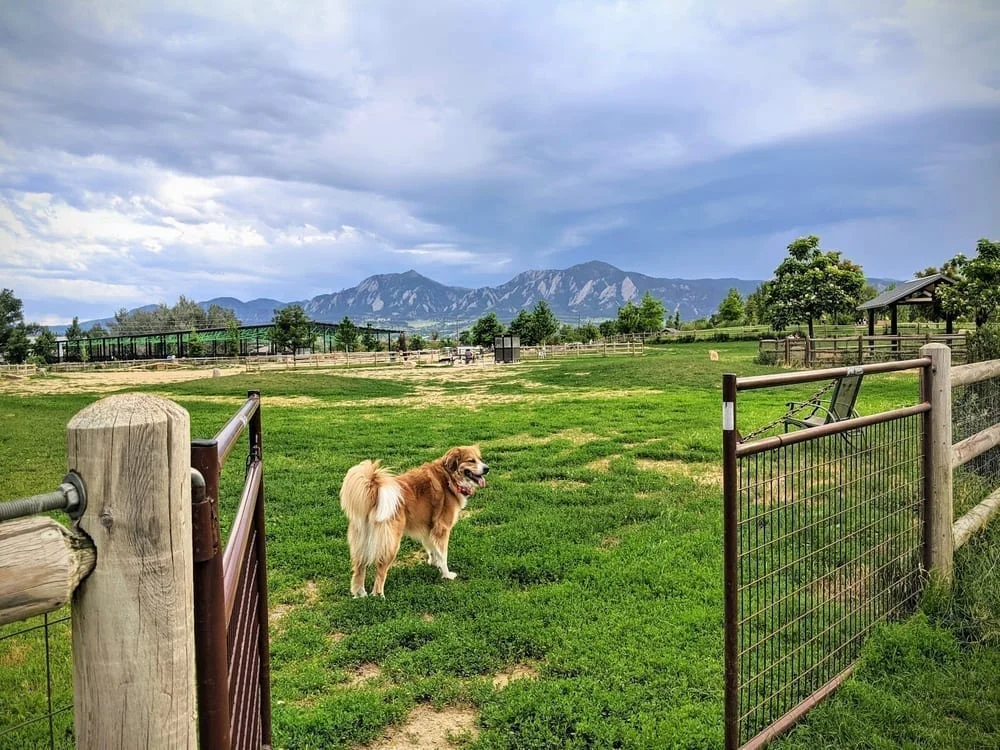 Valmont Dog Park, photo 3
