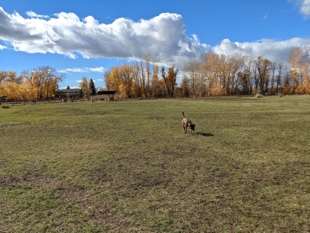 Lewis and Bark Dog Park, photo 2