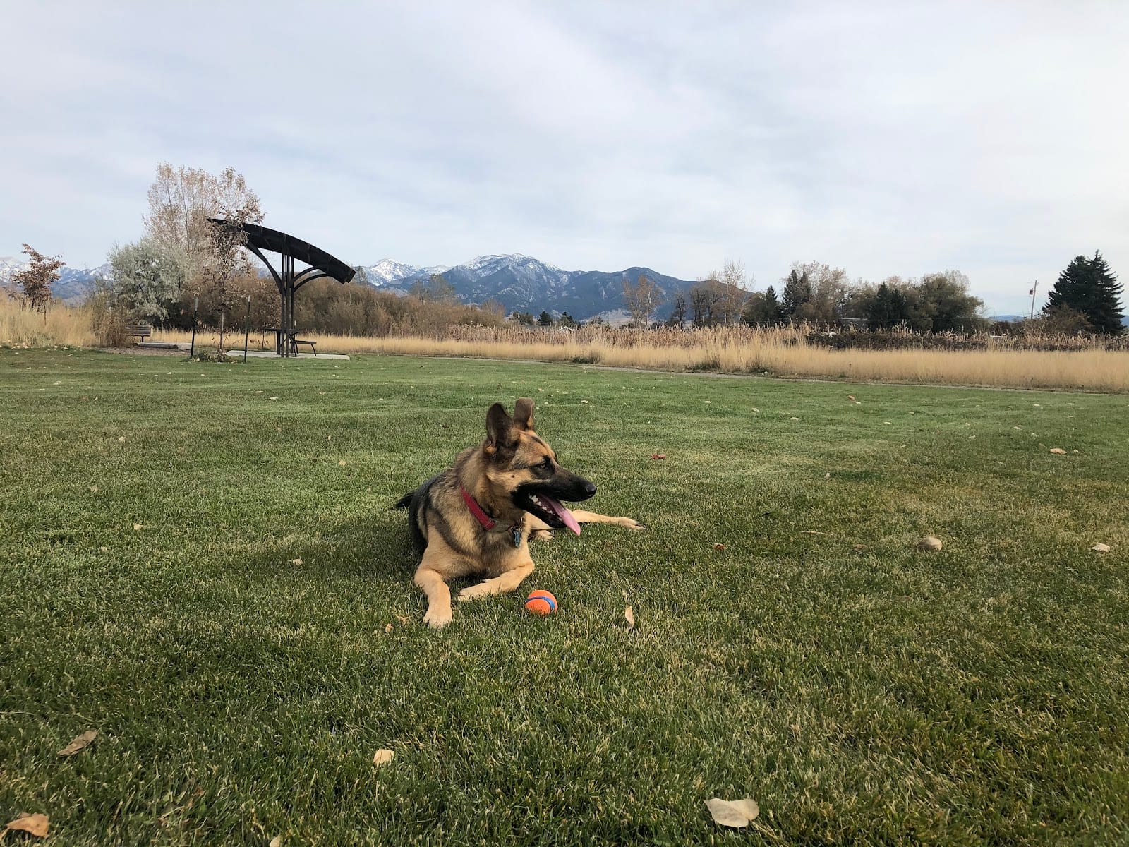 Lewis and Bark Dog Park
