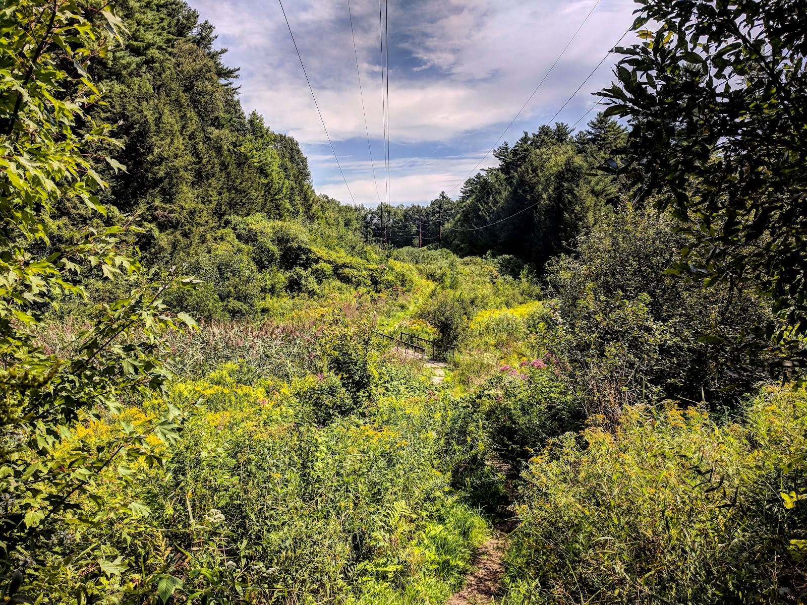 Centennial Woods Natural Area