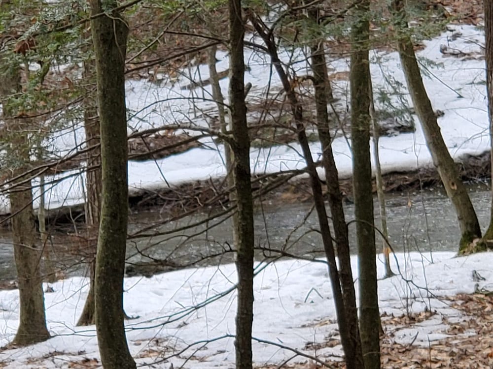East Woods Natural Area, photo 2