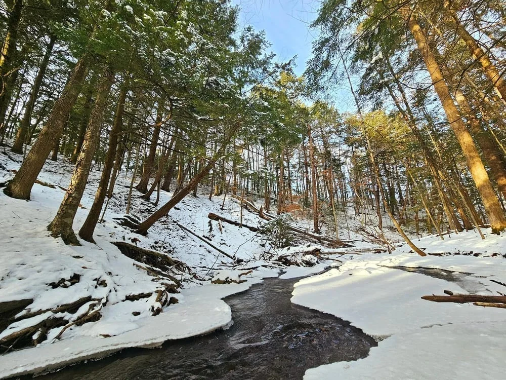 East Woods Natural Area, photo 3