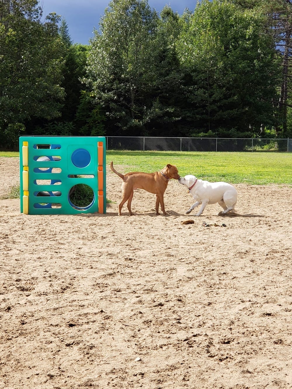 Essex Dog Park, photo 2