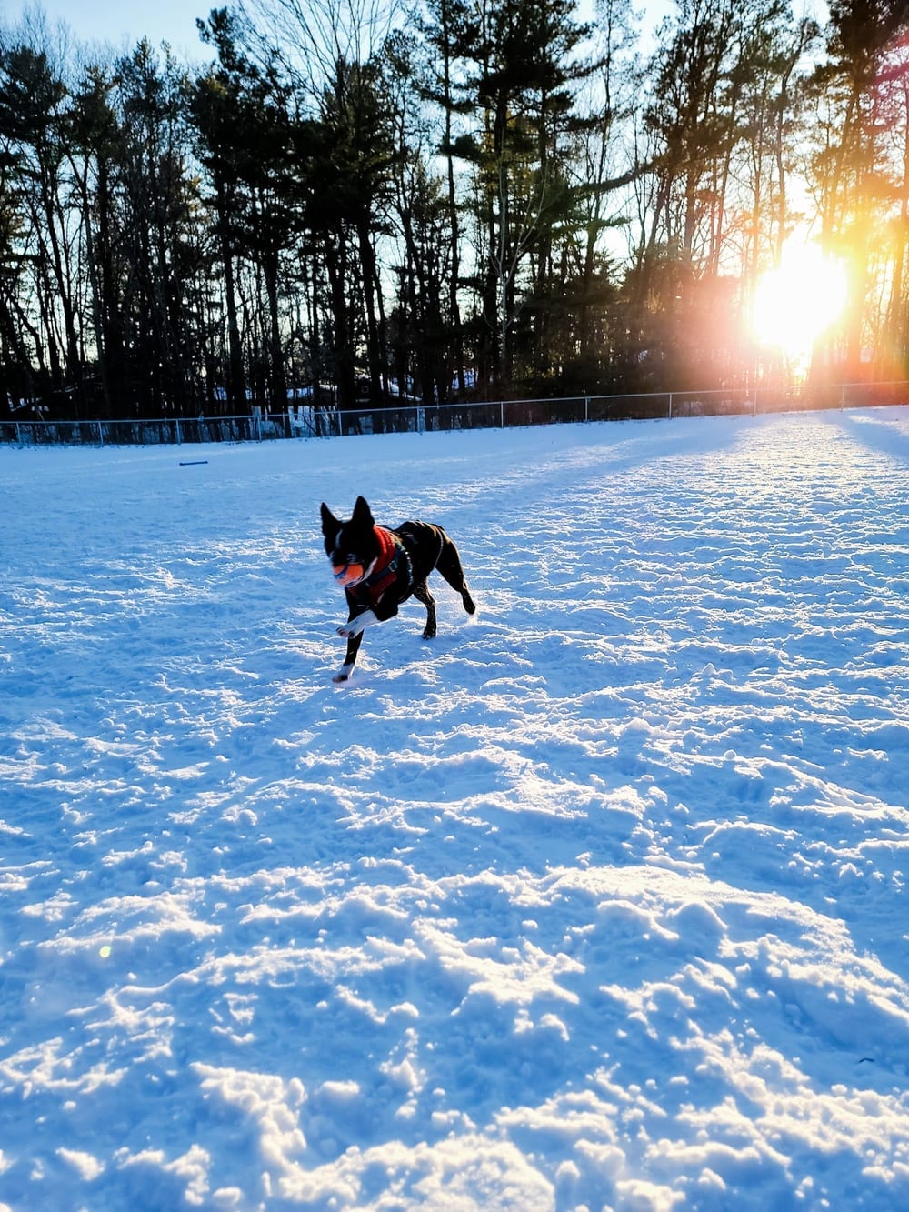 Essex Dog Park, photo 3