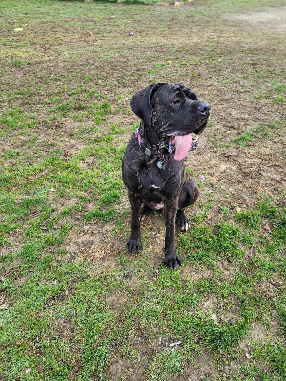 Farrell Park, photo 2