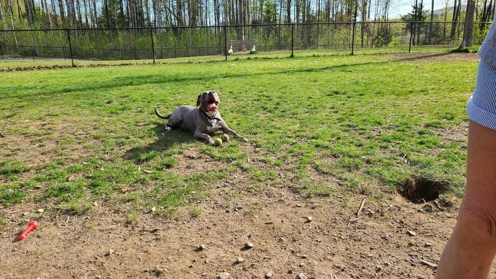 Milton Dog Park, photo 3
