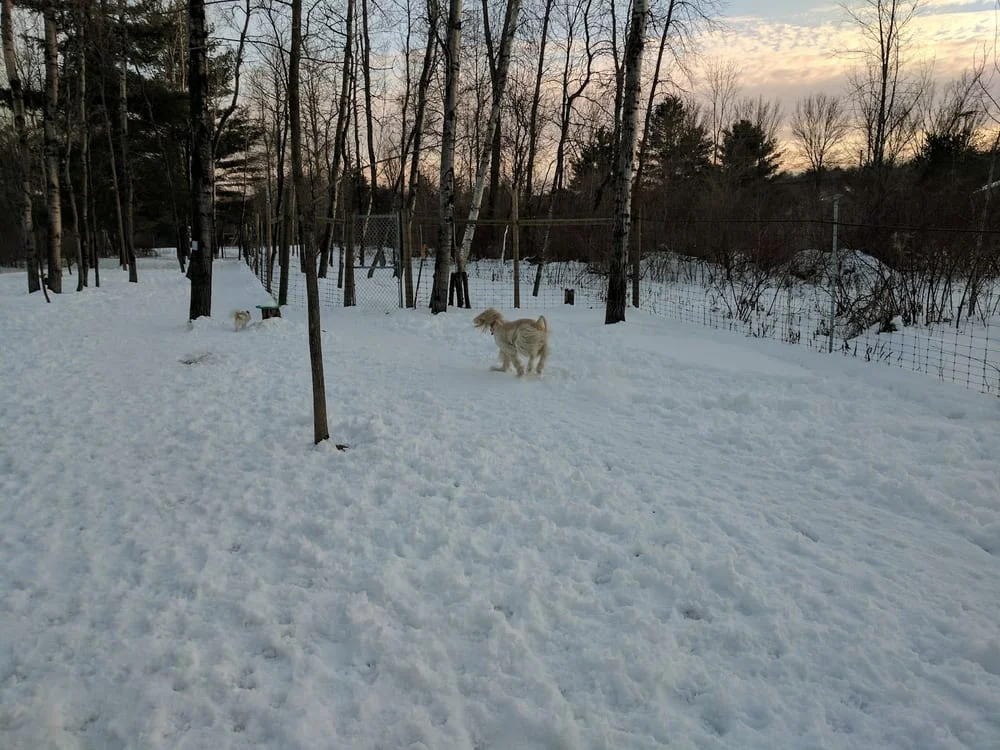 Shelburne Dog Park, photo 2