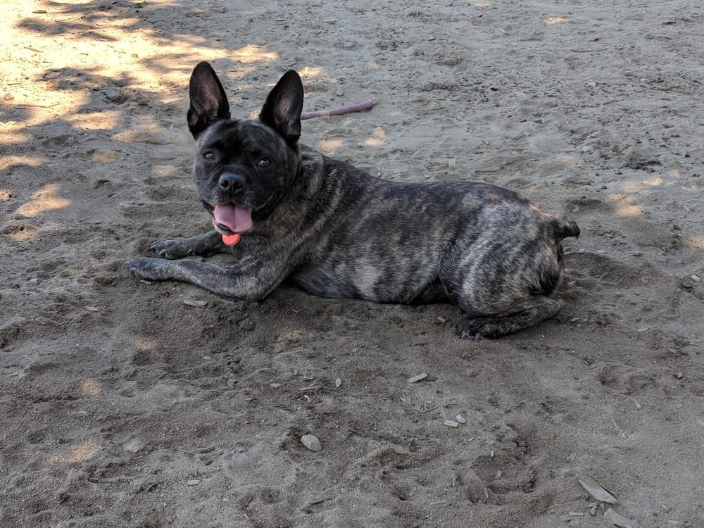 Starr Farm Dog Park, photo 3