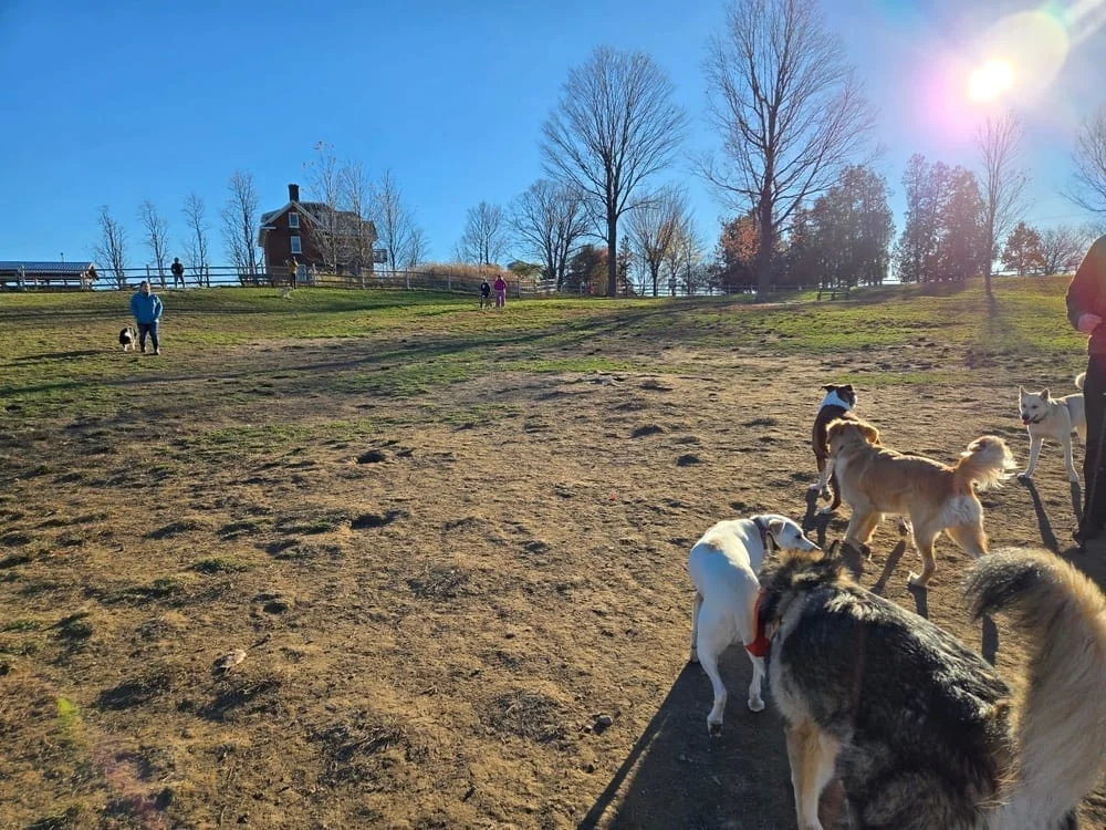Wheeler Dog Park, photo 2