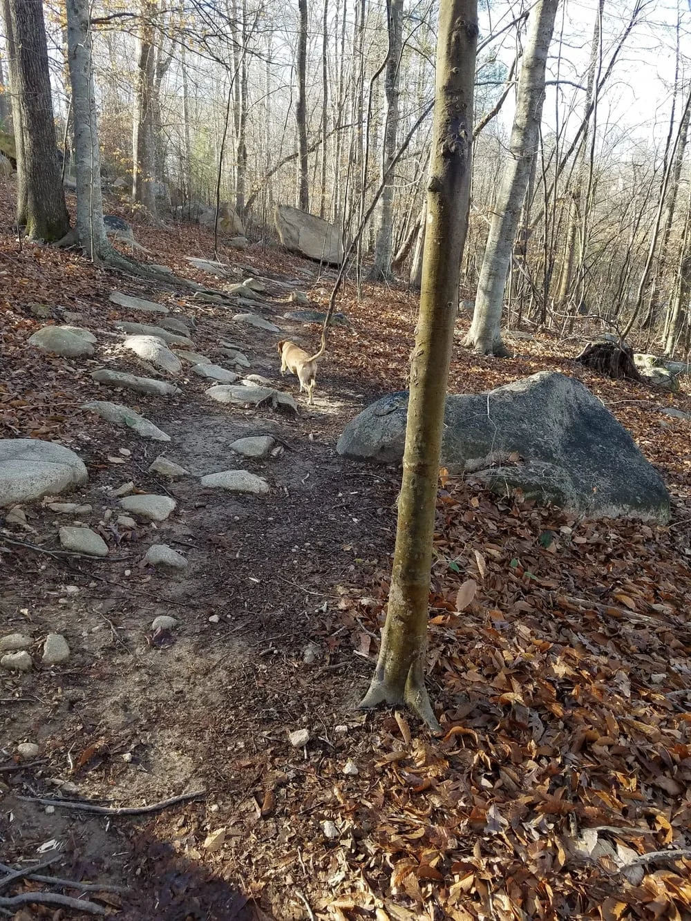 Briar Chapel Dog Park, photo 2