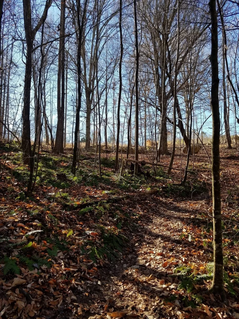Briar Chapel Dog Park, photo 3