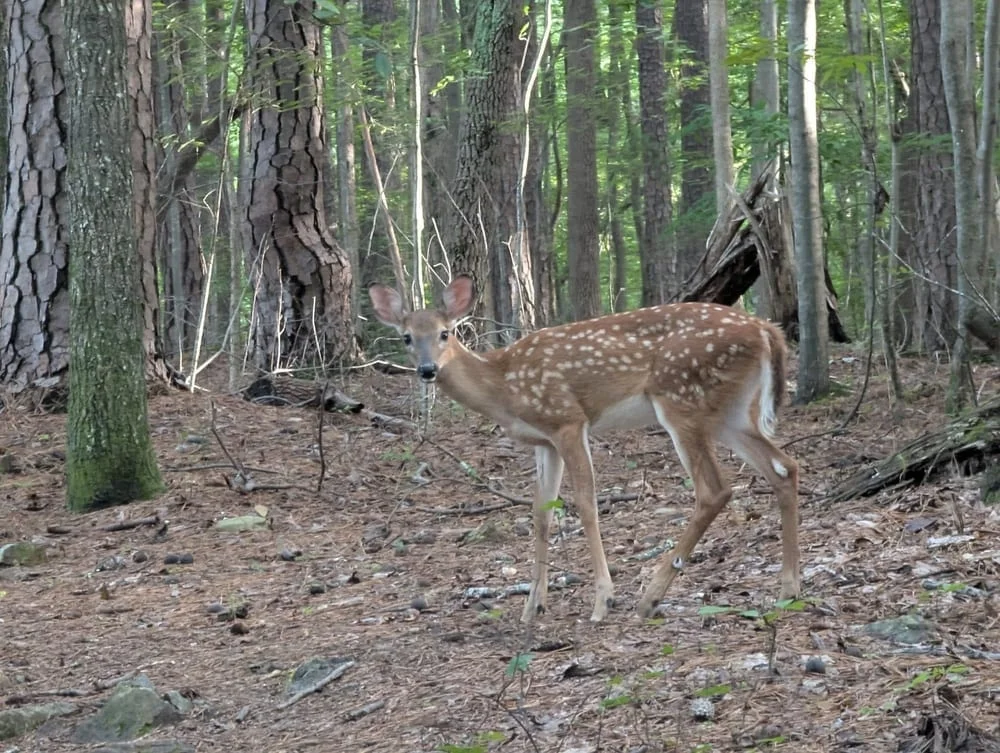 Cedar Falls Park, photo 3
