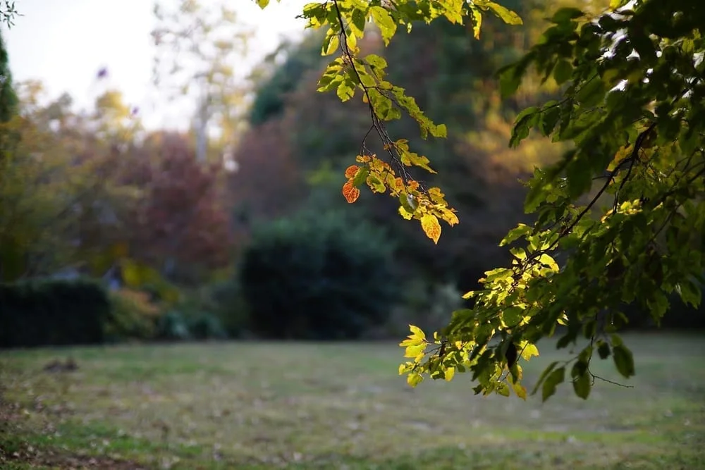 North Forest Hills Park, photo 2