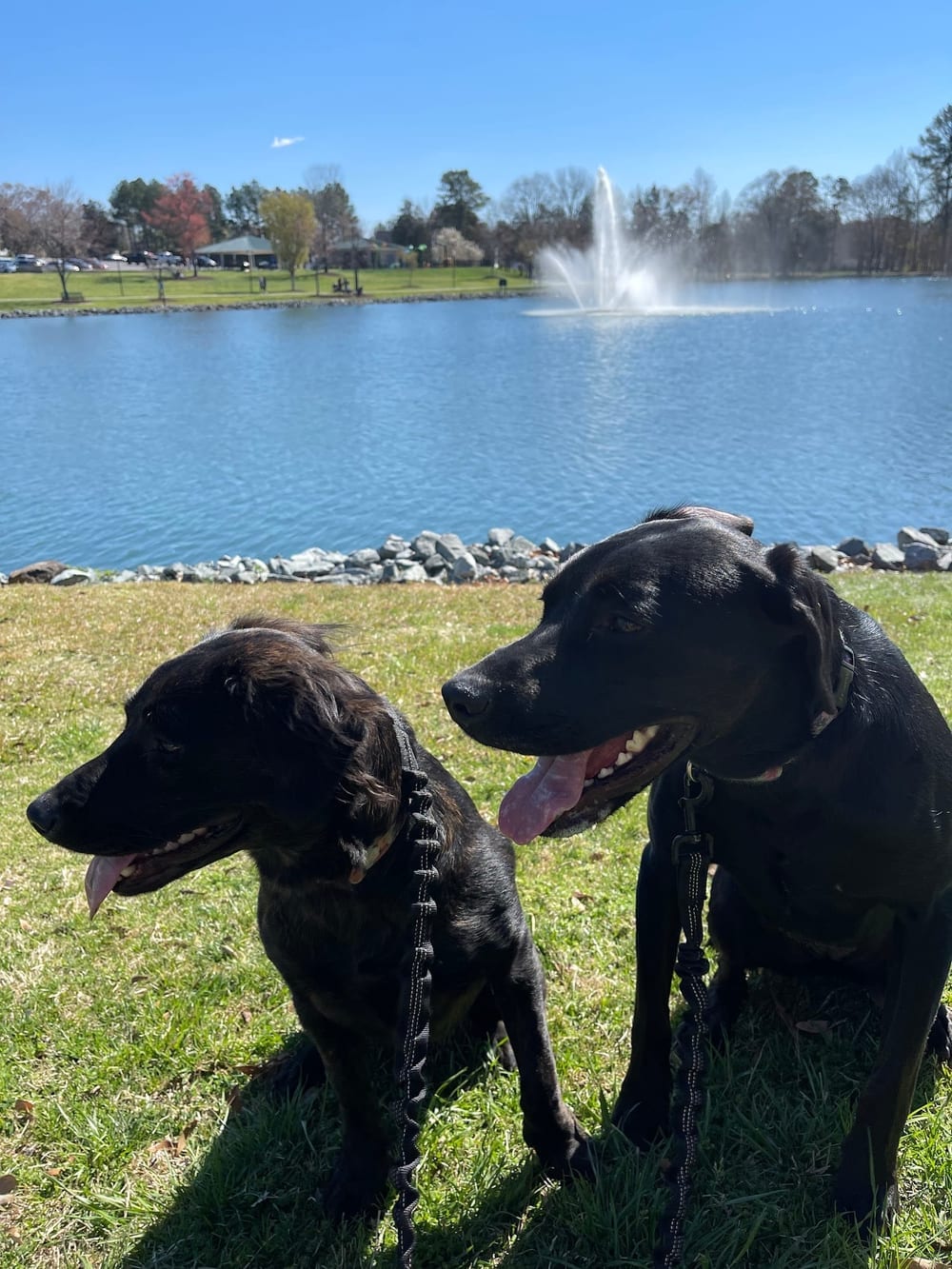 Canine Commons Dog Park, photo 3