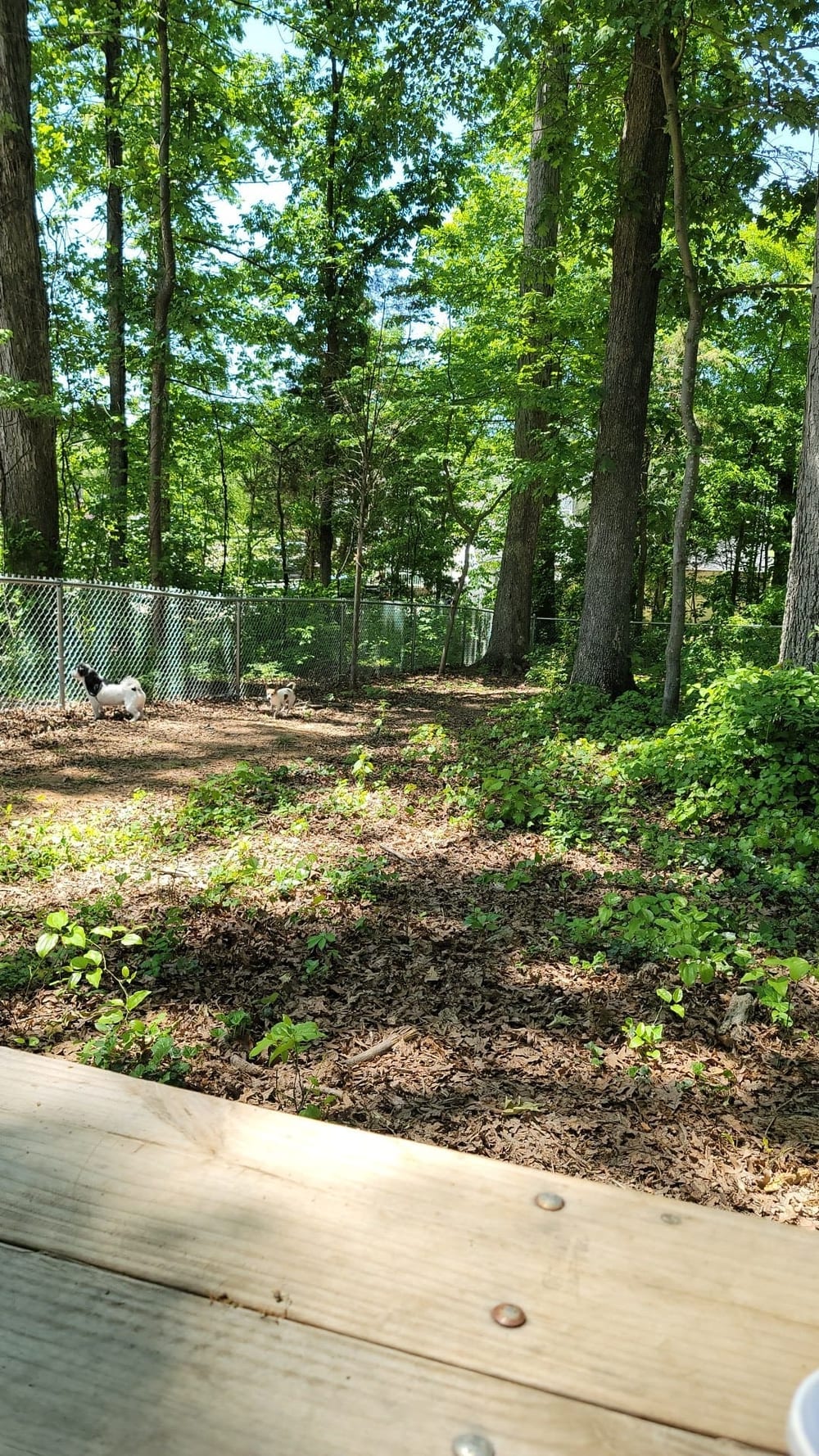 Dog Park at Clarks Creek Community Park, photo 2