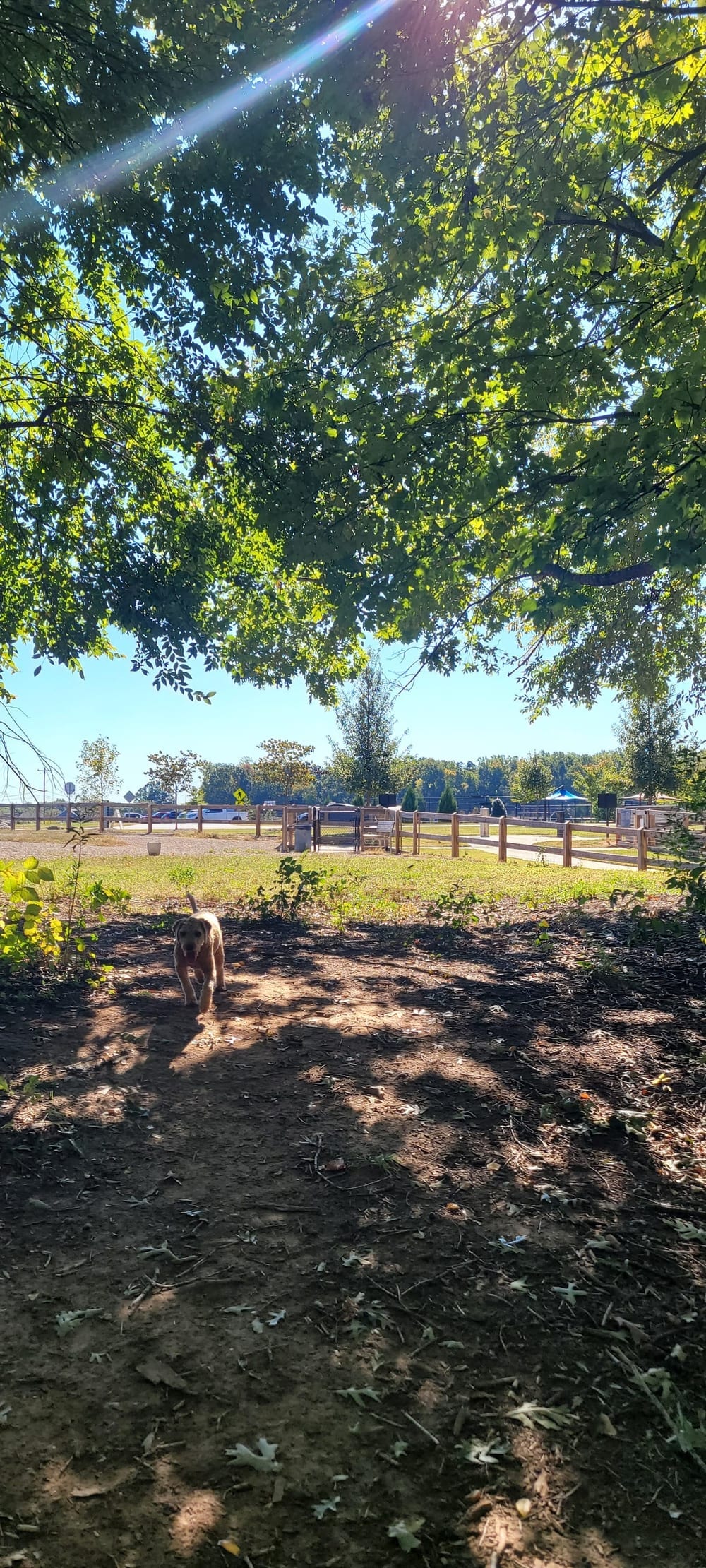 Dog Park at Clarks Creek Community Park, photo 3