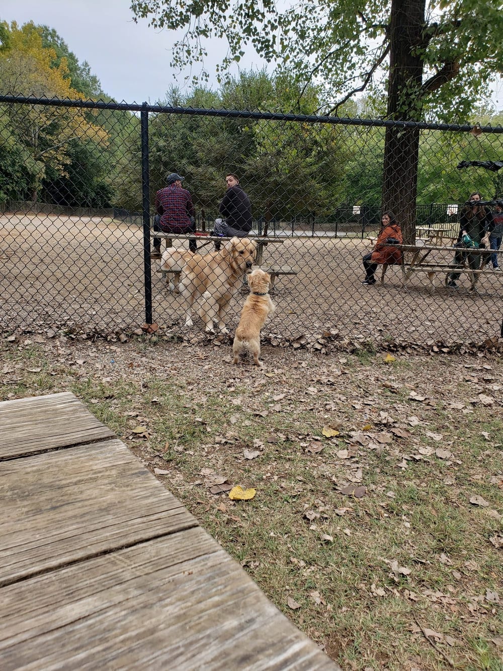 Frazier Place dog park, photo 2