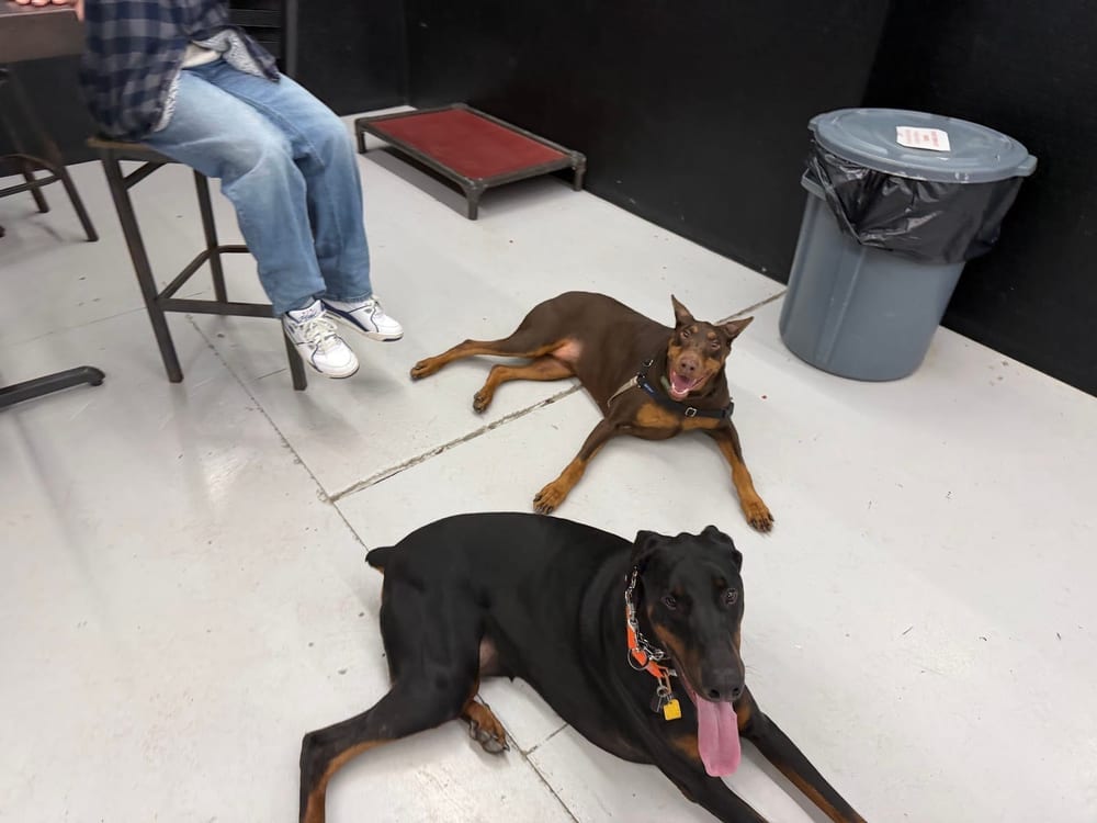 Lucky Dog Bark Bark and Brew, photo 3