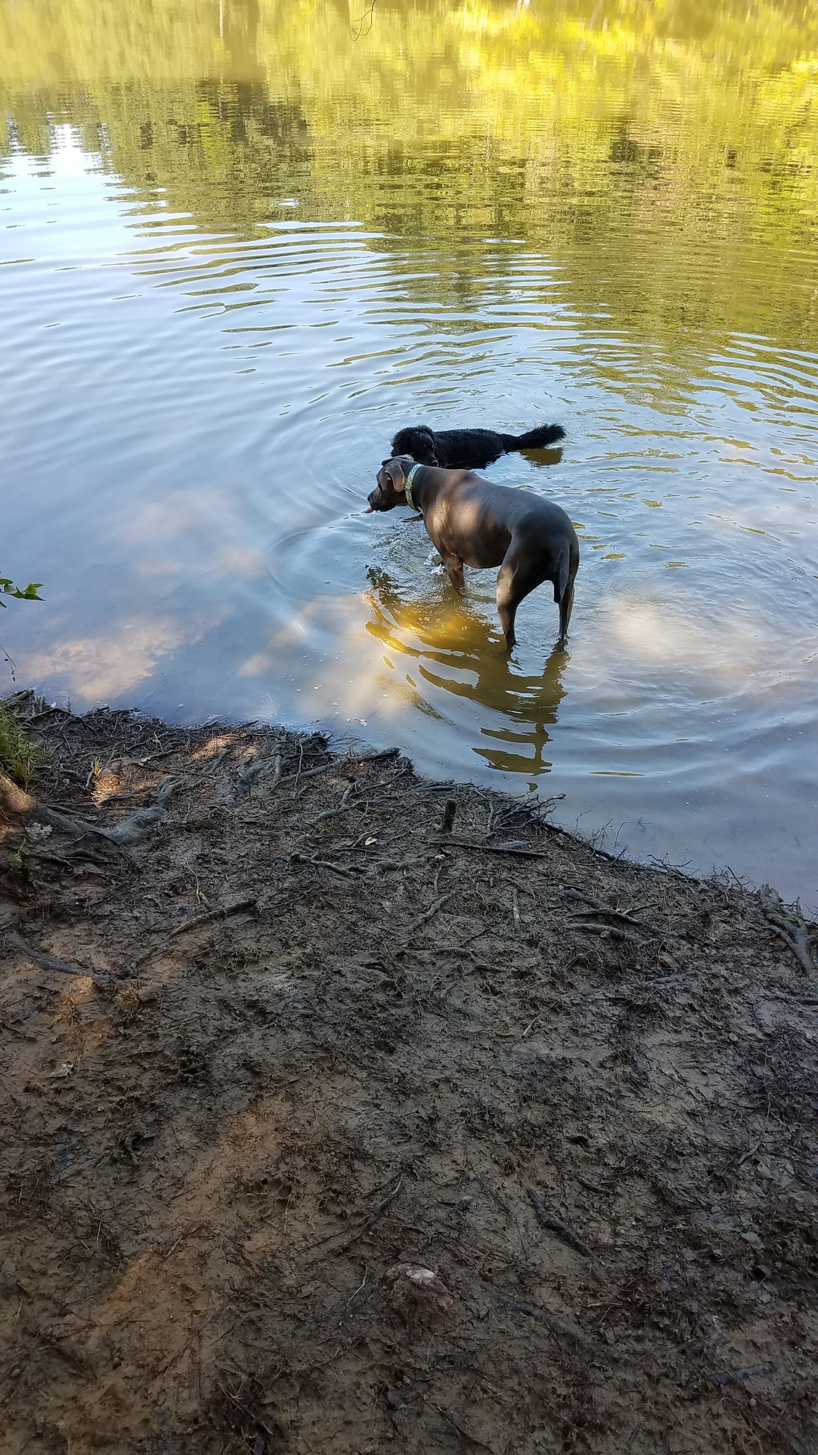 Mary Warner Mack Dog Park (private)