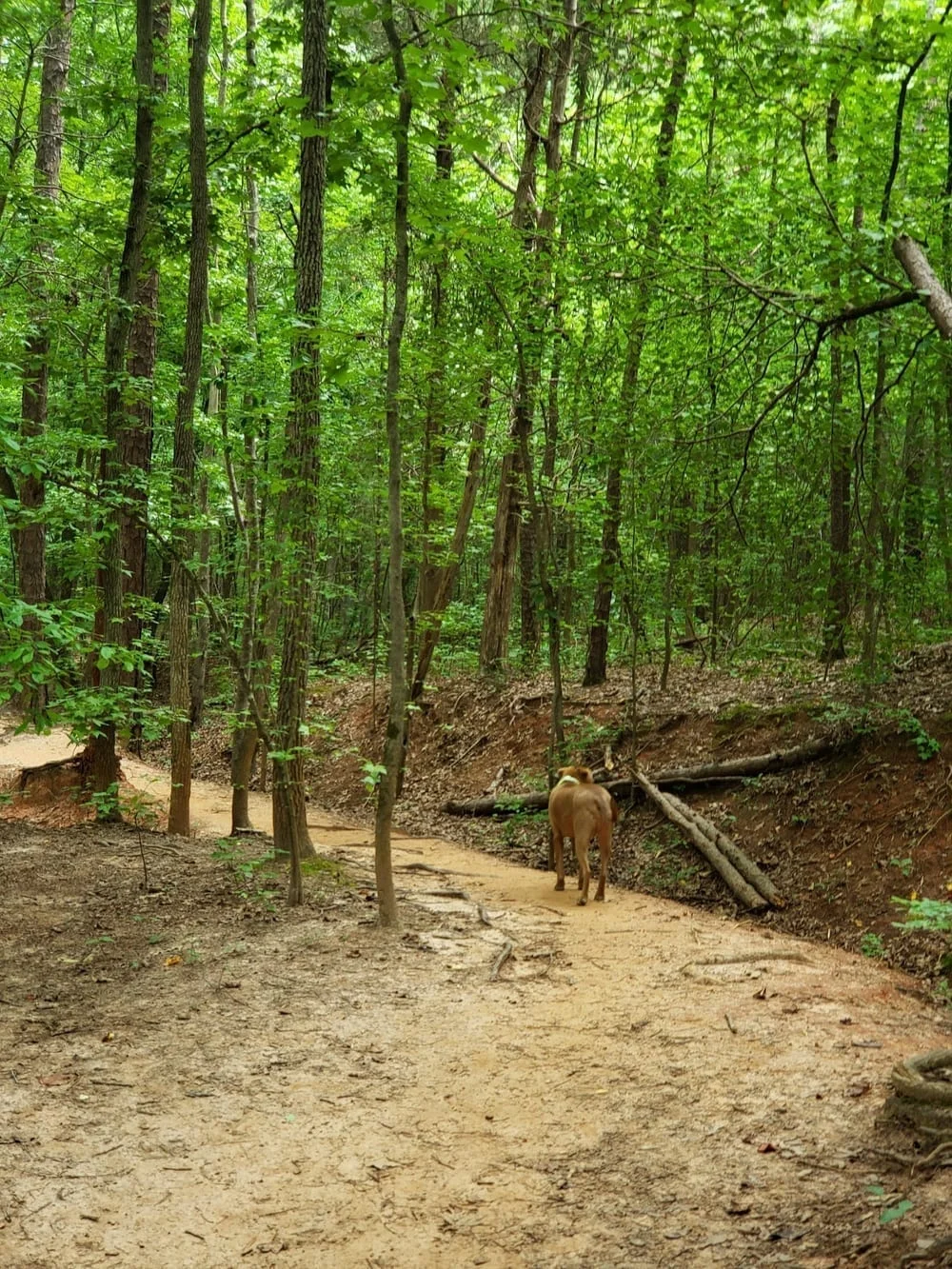 Mary Warner Mack Dog Park, photo 2