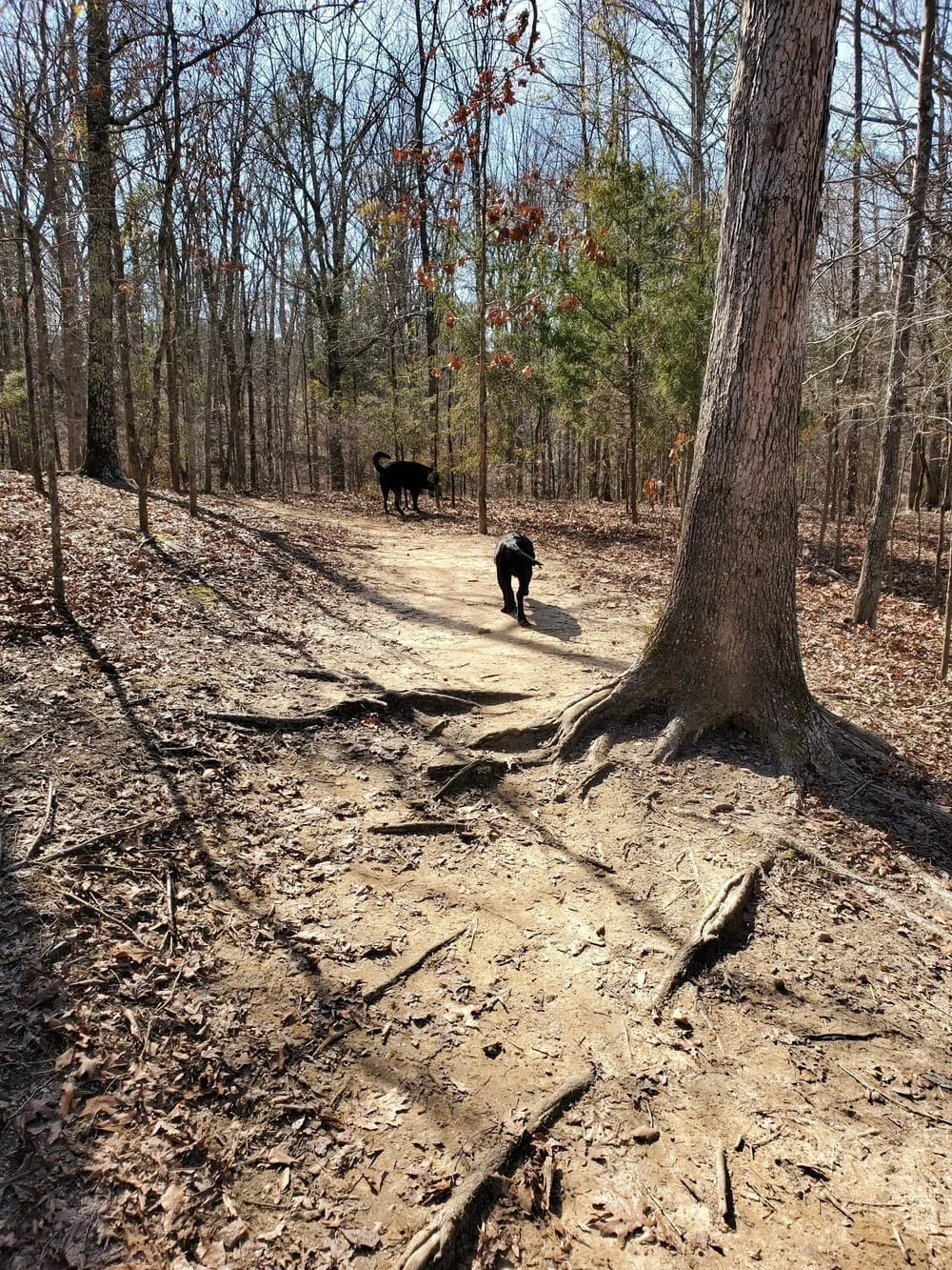 Mary Warner Mack Dog Park, photo 3