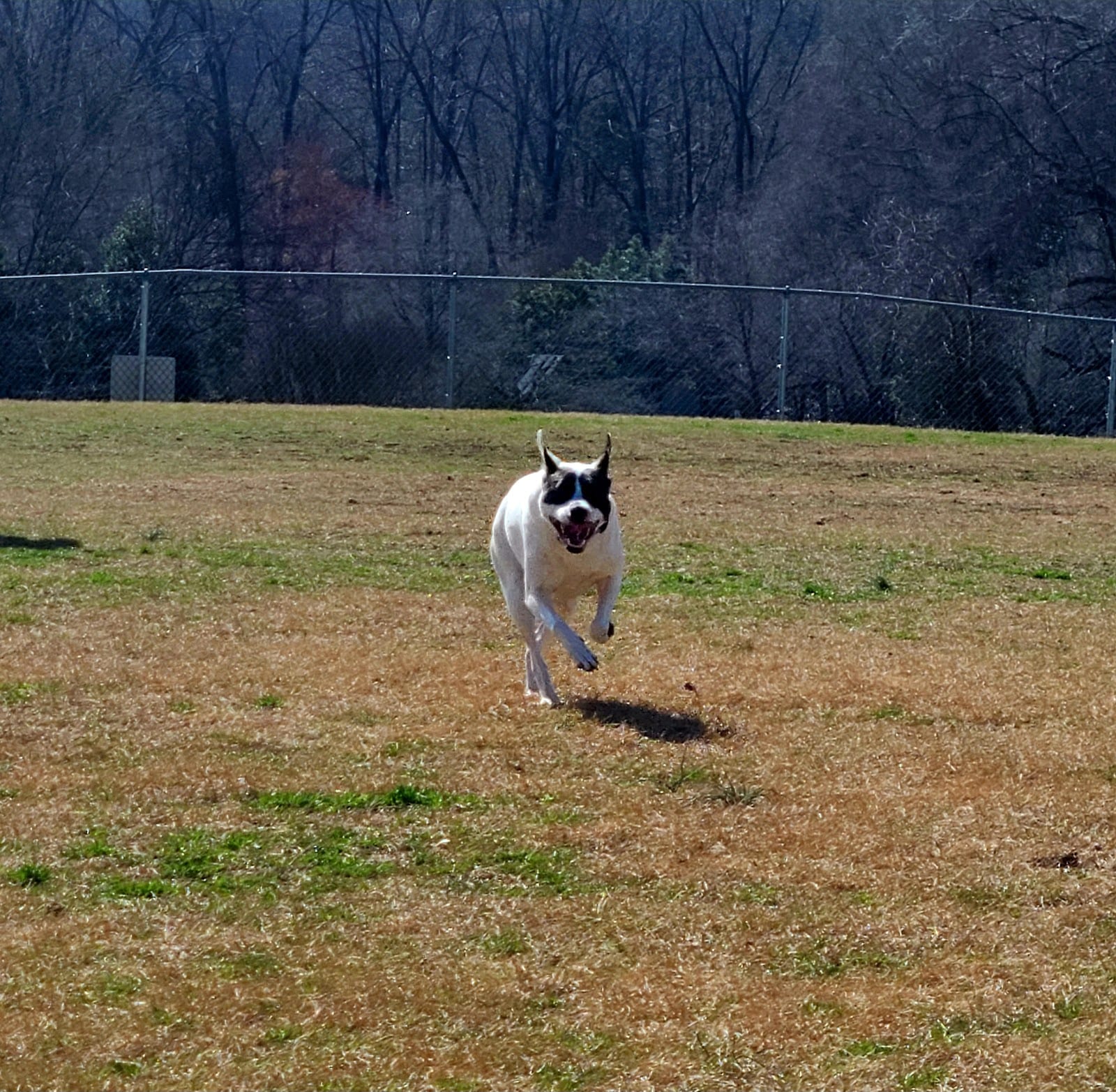 McAlpine Creek Dog Park
