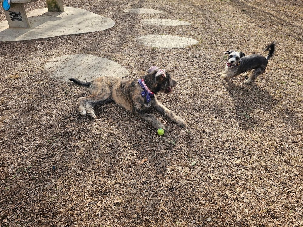 McAlpine Creek Dog Park, photo 3