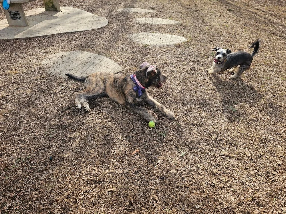 McAlpine Creek Dog Park, photo 3