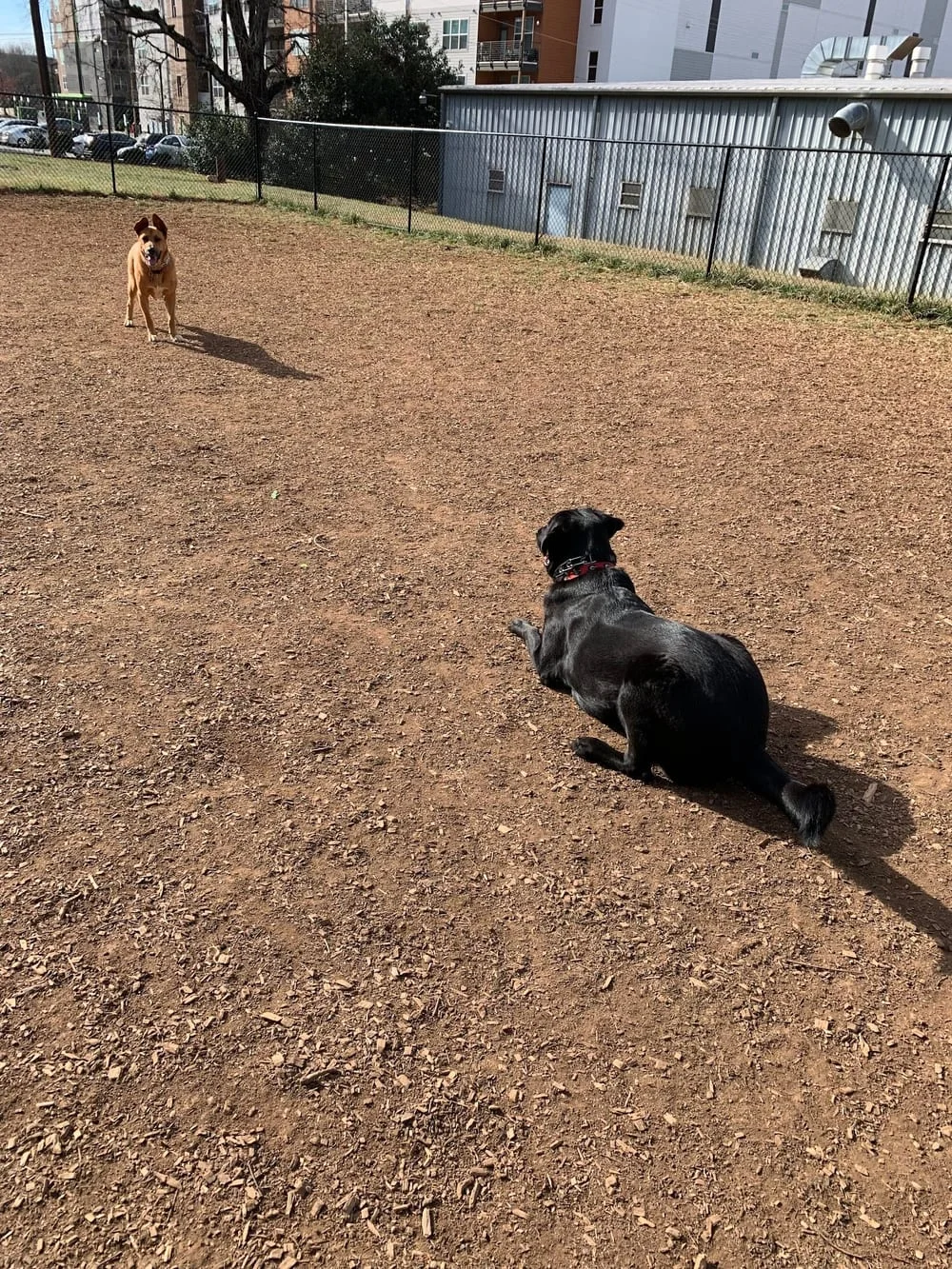 Plaza Midwood Neighborhood Association Dog Park, photo 2