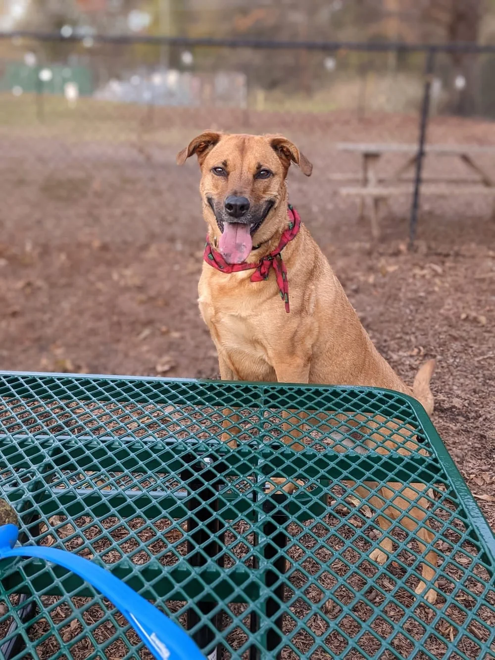 Plaza Midwood Neighborhood Association Dog Park, photo 3