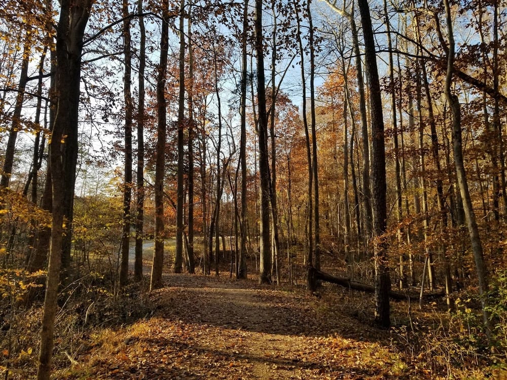 Reedy Creek Nature Preserve, photo 3