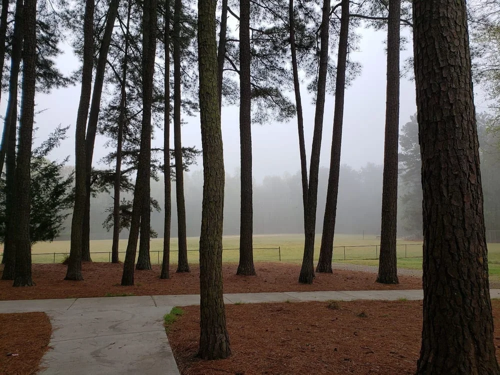 Reedy Creek Park Dog Park, photo 2