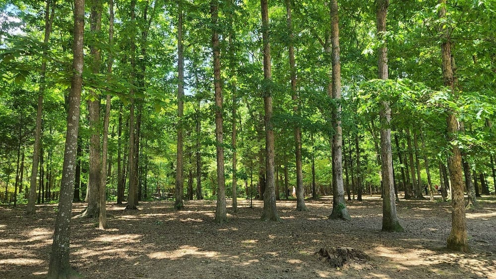 Reedy Creek Park Dog Park, photo 3