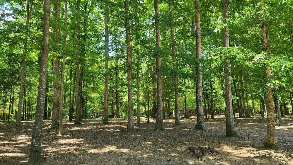Reedy Creek Park Dog Park, photo 3