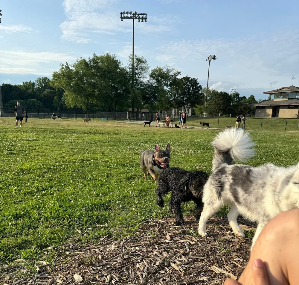 Renaissance Dog Park, photo 2