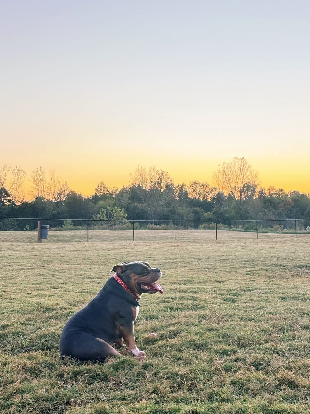 Renaissance Dog Park, photo 3