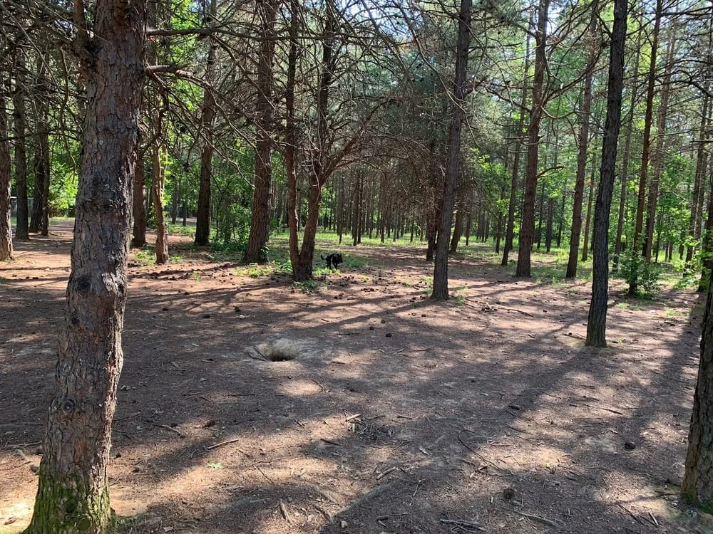 Shuffletown Dog Park, photo 2
