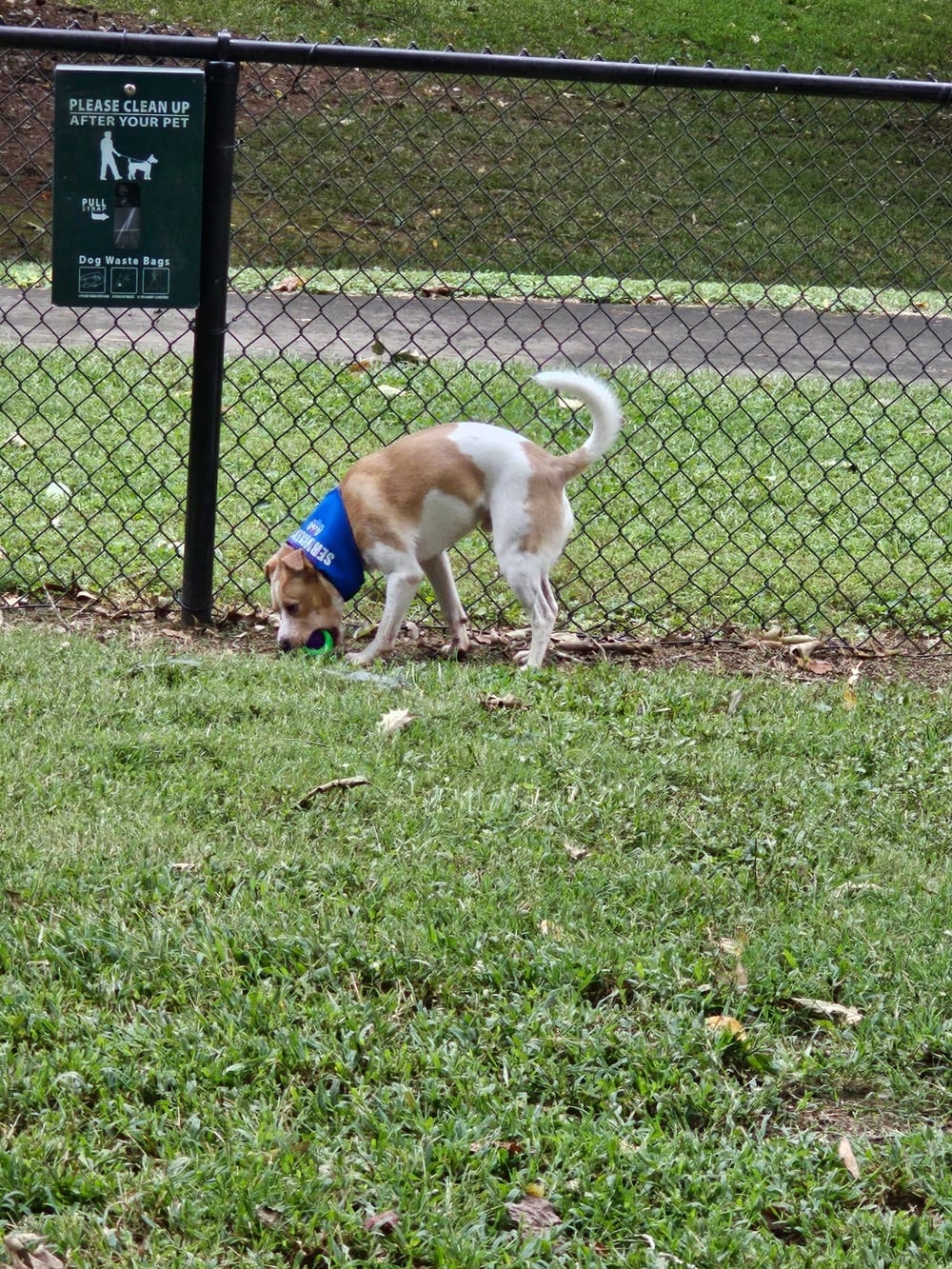 Spencer Park Dog Park, photo 3
