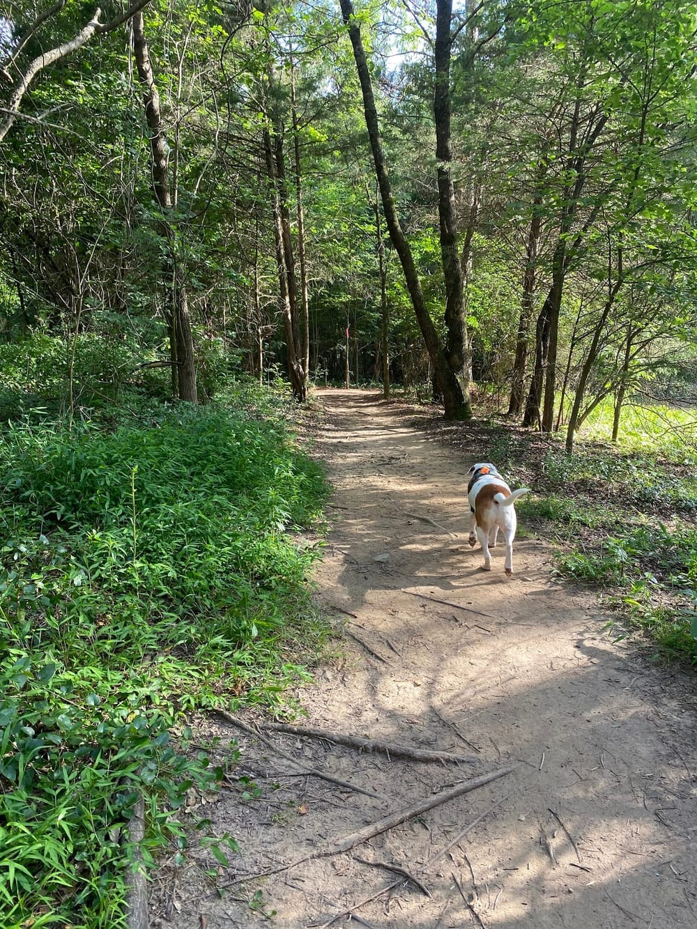 Whitewater Center Off Leash, photo 3