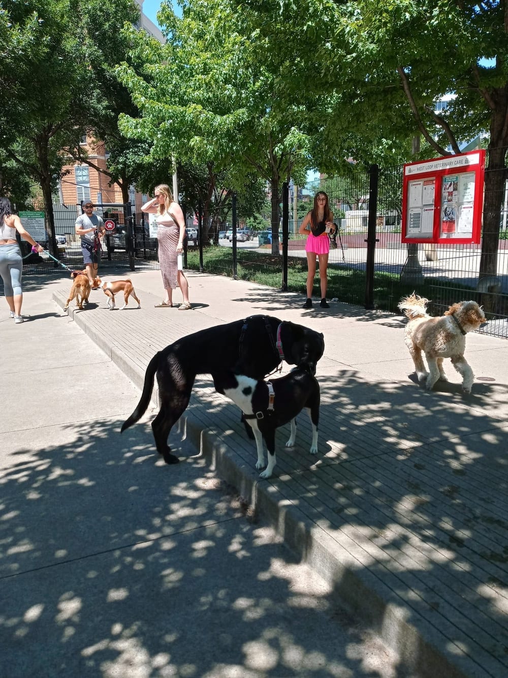 Bartelme Dog Friendly Area, photo 2