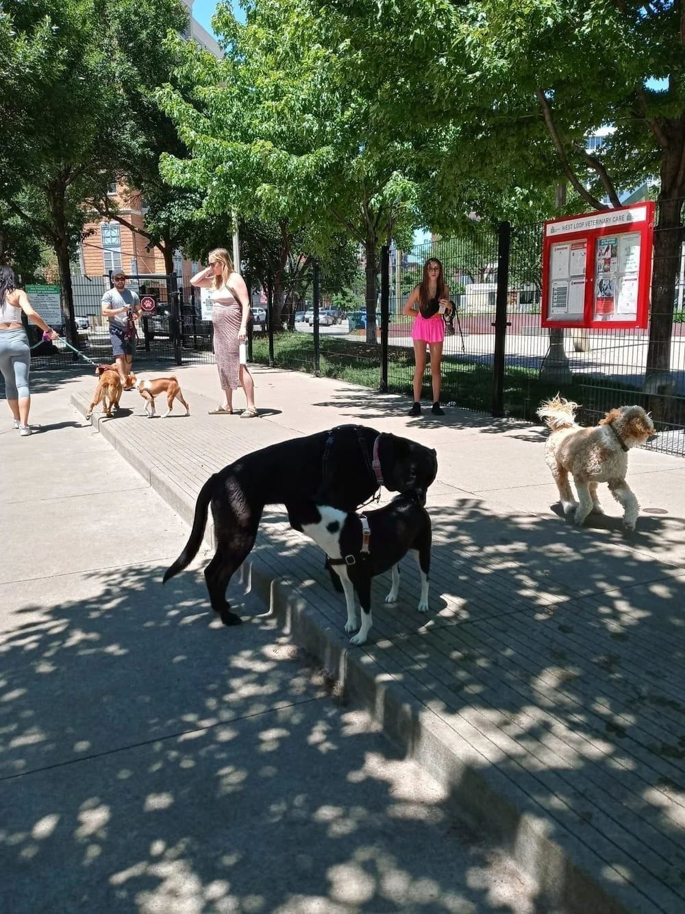 Bartelme Dog Friendly Area, photo 2