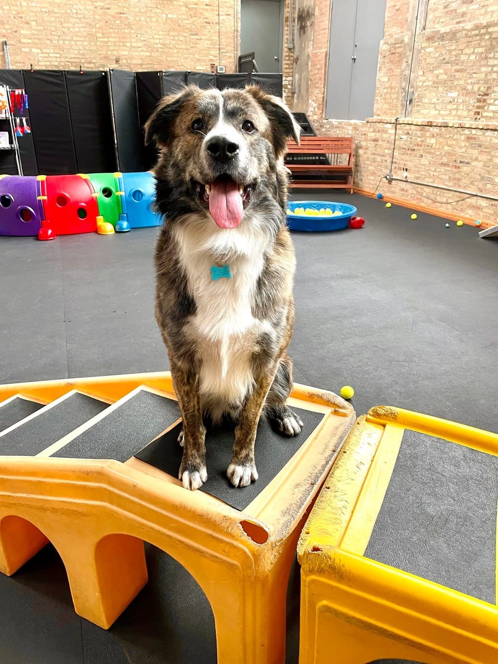 Bosly's Backyard, photo 3