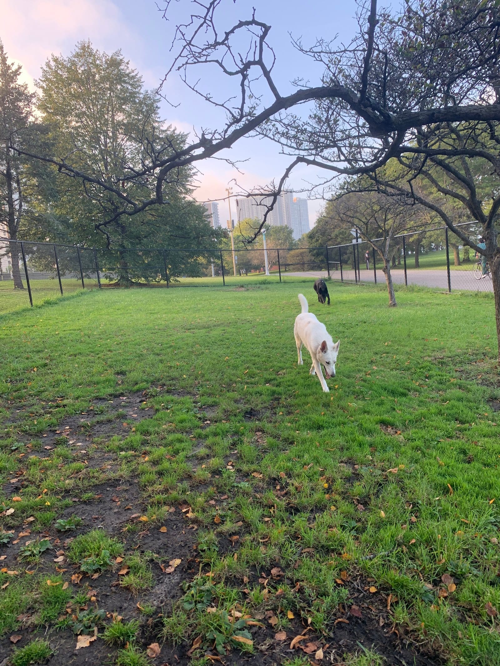 Edgewater Dog Park