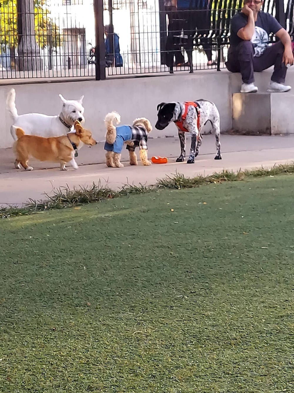 Fred Anderson Dog Friendly Area, photo 2