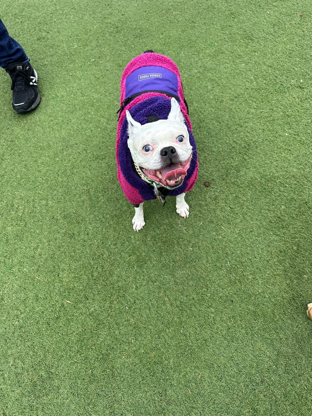 Fred Anderson Dog Friendly Area, photo 3