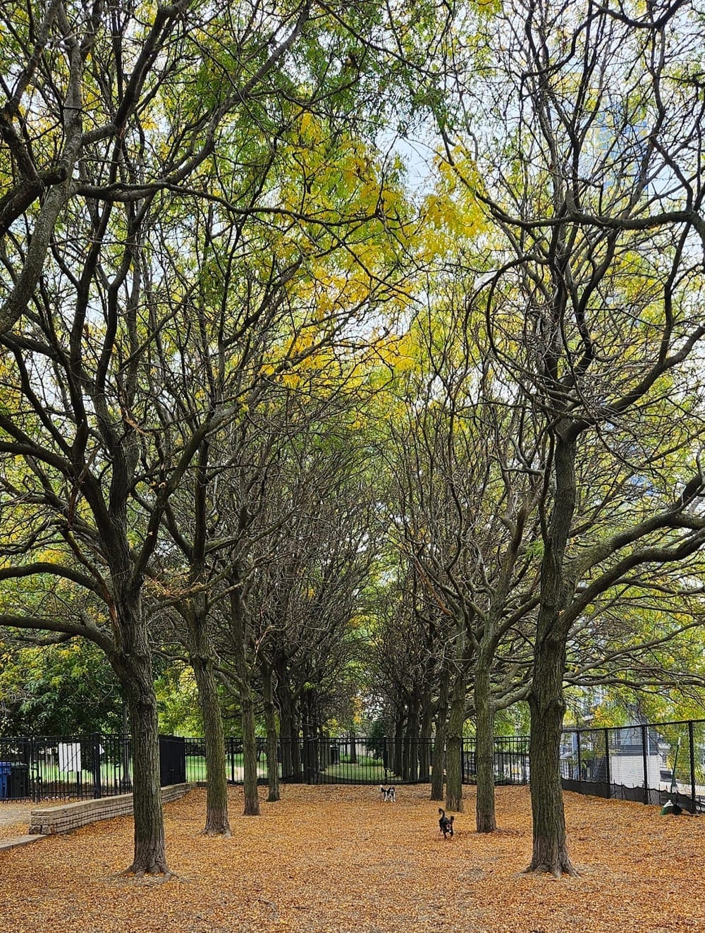 Grant Bark Park, photo 3