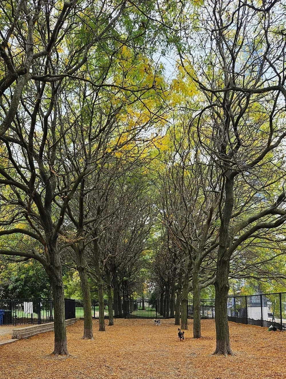 Grant Bark Park, photo 3